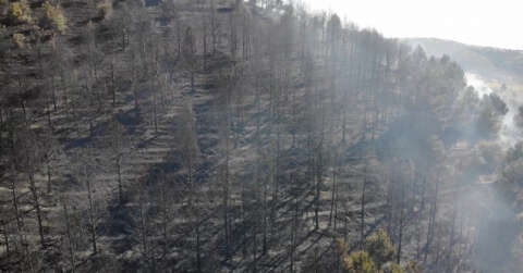 Kırıkkale’de orman yangını: 10 dönümlük alan küle döndü