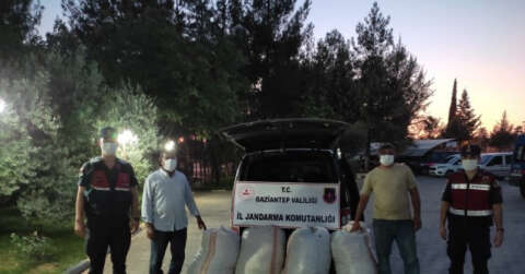 390 kilo Antep fıstığı çalan şüpheliler, jandarmanın kovalaması sonucu yakalandı