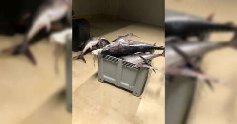 Beylikdüzü’nde yasak dönemde avlanan bin 600 kilo orkinos balığına el konuldu