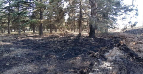 Fabrika bahçesinde çıkan yangında çam ağaçları zarar gördü
