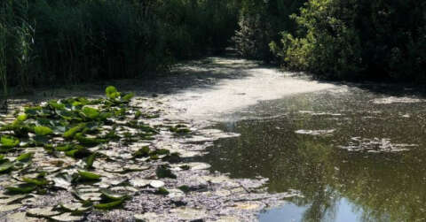 ’Saklı cennet ’Acarlar Longozu’nu besleyen dere siyaha büründü