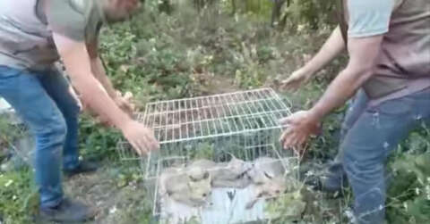 Yaban hayata alıştırılan tilkiler doğaya salındı