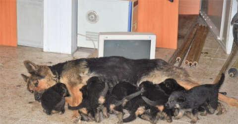 6 beklerken 11 yavru doğurdu, sahiplendirilecekler