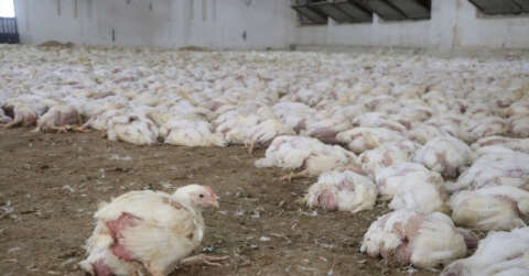 Havasız kalan 35 bin tavuk telef oldu