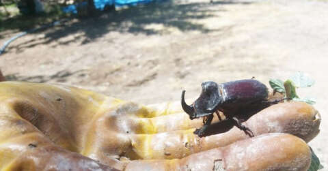 Kayısı bahçesinde dünyanın en güçlü böceğini buldu