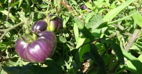 Sosyal medyadan görüp aldığı siyah domates tohumundan ilk ürünlerini aldı