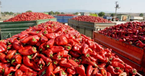 Kapya biberinde hasat başladı, çiftçi umutlu