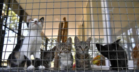 Bursa'da yavru kediler sahiplenilmeyi bekliyor