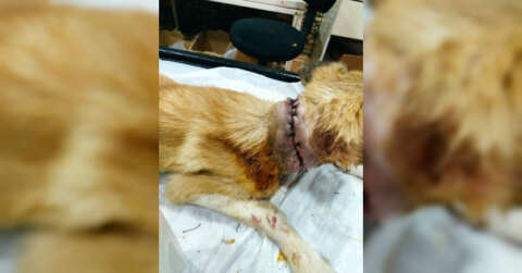 Boğazı kesik halde bulunan köpeği vatandaşlar kurtardı