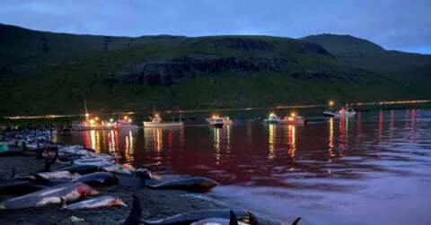 Faroe Adaları’ndaki "festivalde" bin 428 balina ve yunus öldürüldü