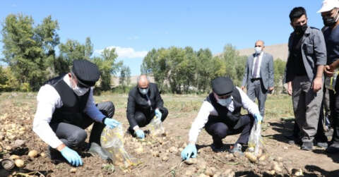 Vali Memiş ile Belediye Başkanı Sekmen kasket takıp yelek giyerek patates hasadı yaptı