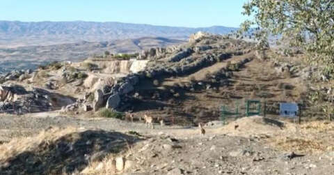 Elazığ’da yaban keçileri tarihi Harput Kalesine indi