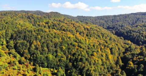 Zonguldak ormanları sonbaharı karşılıyor