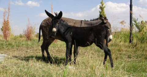 Türkiye’de nadir bilinen melez hayvan: Bardo