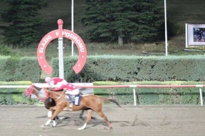 Elazığ Üzüm Festivali Koşusunu Dothraki kazandı