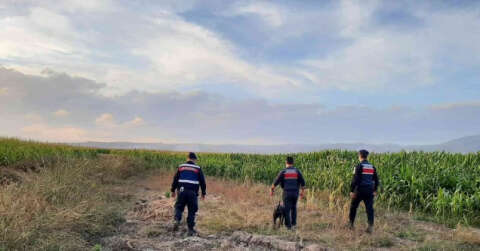 Elazığ’da jandarmadan suların çekildiği alanlarda yasa dışı kenevir ekimine karşı önlem