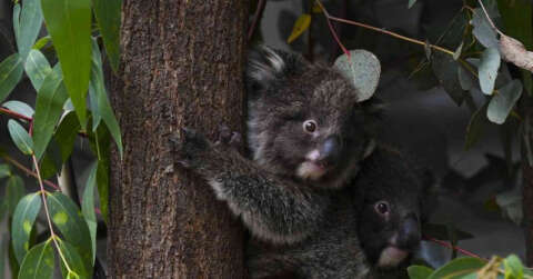 Avustralya’da 400 koala klamidyaya karşı aşılanacak