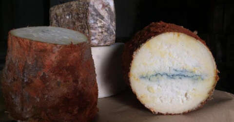 ’Fransa peynirine rakip ’Niğde Mavisi’