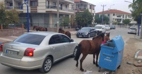 Manisa’da sokak hayvanlarına yılkı atları da eklendi