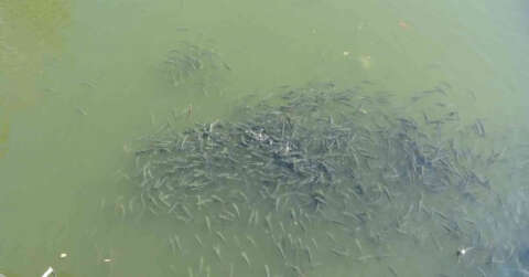 Nifrit Deresi’nde balıklar kirlilikten oksijensiz kaldı