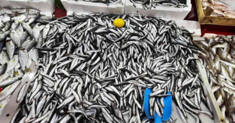 Balık hali esnafı, "Türkiye’nin en iyi balığı Kdz. Ereğli’den çıkar"