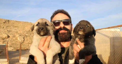 Gerçek kangal 10 aşamada anlaşılır