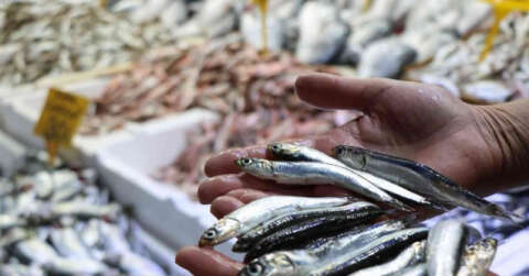 Balıkçılar şaşkın: Ucuz balığa ilgi yok