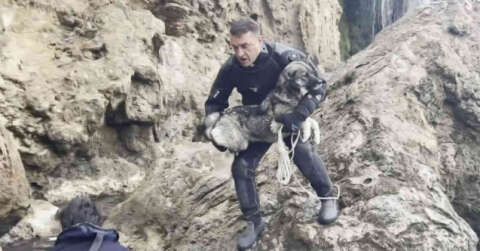 Falezlerde mahsur kalan köpek deniz polisinin ’film gibi’ operasyonuyla kurtarıldı