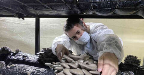 Bahçesine kurduğu çadırlarda 40 ton mantar üretiyor