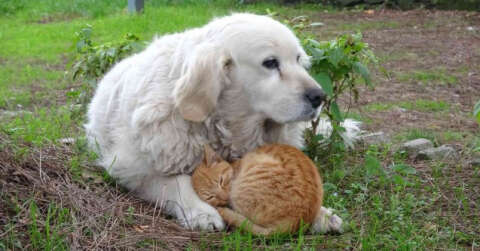 Kedi ile köpeğin dostluğu görenlerin dikkatini çekiyor