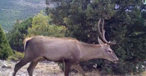 Yaban hayatın bir birinden ilginç görüntüleri fotokapanlara yansıdı