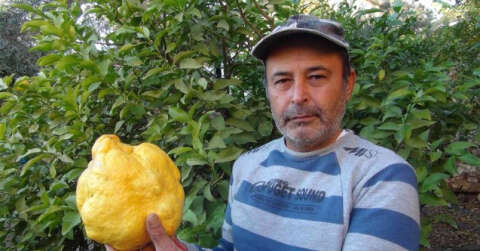 Türkiye’nin en büyük limonu 2 kilo 40 gram