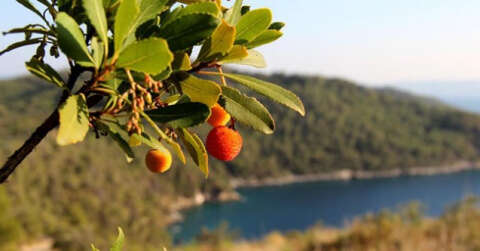 Tabiattaki binlerce yıllık şifa iksirleri