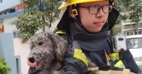 Alevlerden kaçıp balkona sığınan köpeği itfaiye kurtardı