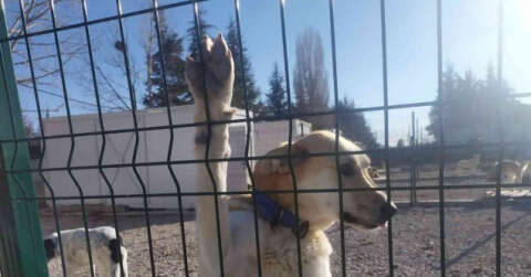 Hayvan barınakları sahipsiz köpeklerle doldu