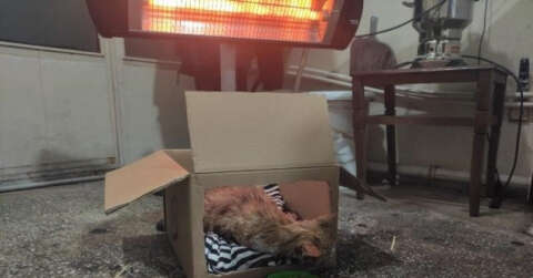 Karlıova’da duyarlı bir esnaf, donmak üzere olan kediye sahip çıktı