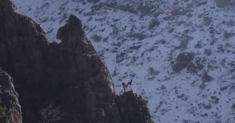 Şırnak’ın Cudi Dağında avcılığın önüne geçildi, dağ keçilerinin sayıları arttı
