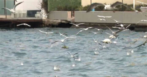 Üsküdar’da aç kalan martılar kıyıya vuran çöplere saldırdı
