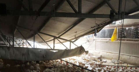 Çiftliğin çatısı çöktü, binlerce tavuk telef oldu