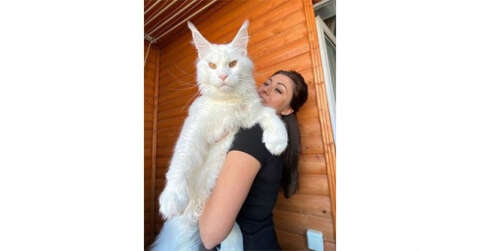 Dev kedi Kefir’i görenler köpek sanıyor