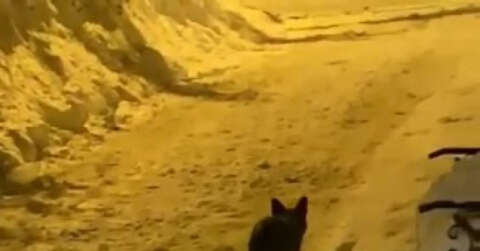 Elazığ’da aç kalan tilki şehre indi sokak sokak gezdi