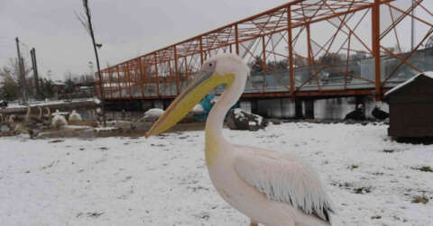 Hayvanat bahçesi sakinlerinin kar keyfi