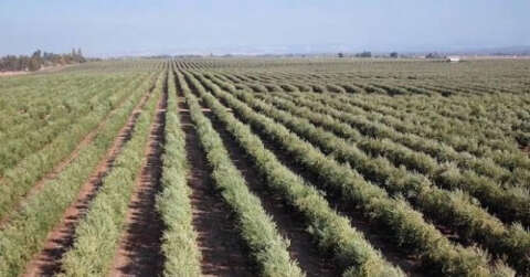 Türkiye’de İspanyol zeytin çeşitlerine ilgi artıyor