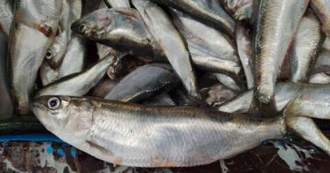 Vitamin deposu ‘tirsi’