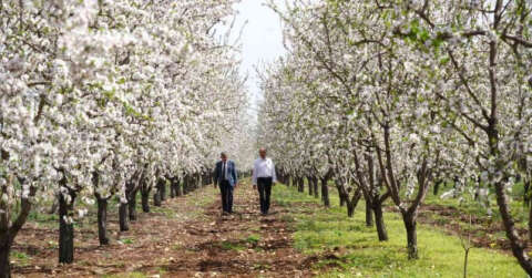 Badem bahçelerinde görsel şölen