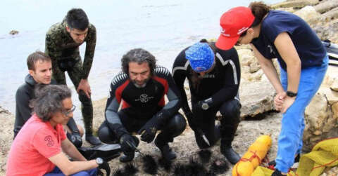 Akdeniz’de dikenli zehirli istilacı deniz kestanesi tehlikesi