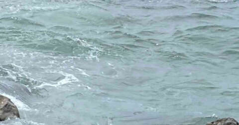 Zonguldak’ta yunus ölüsü kıyıya vurdu