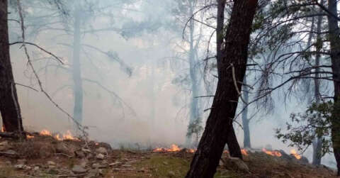 İzmir’de iki ilçede orman yangını