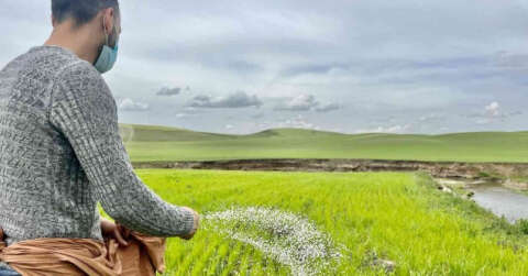 Ağrı’da yağışlar etkili oldu, çiftçi eski usul elle gübrelemeye döndü