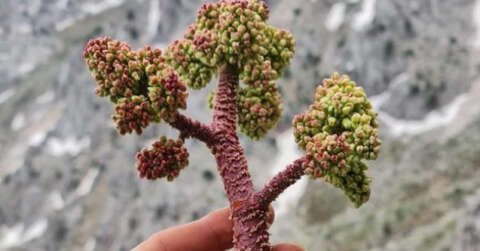 Işkın otu sofraların vazgeçilmezi oldu